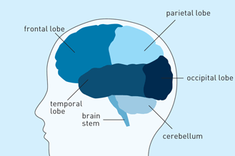 Diagram of the brain